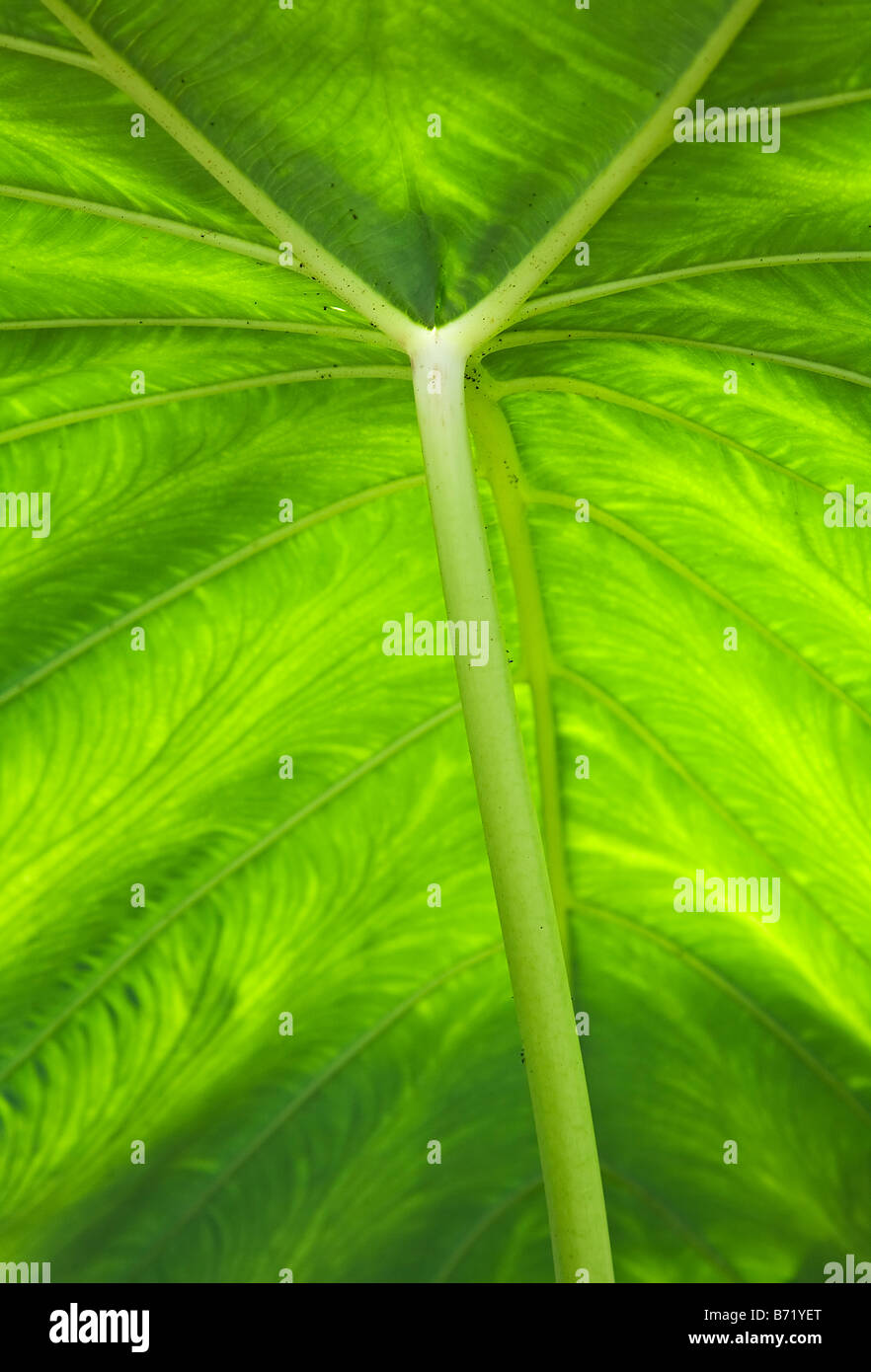 Hojas de nalca Gunnera gigante Foto de stock