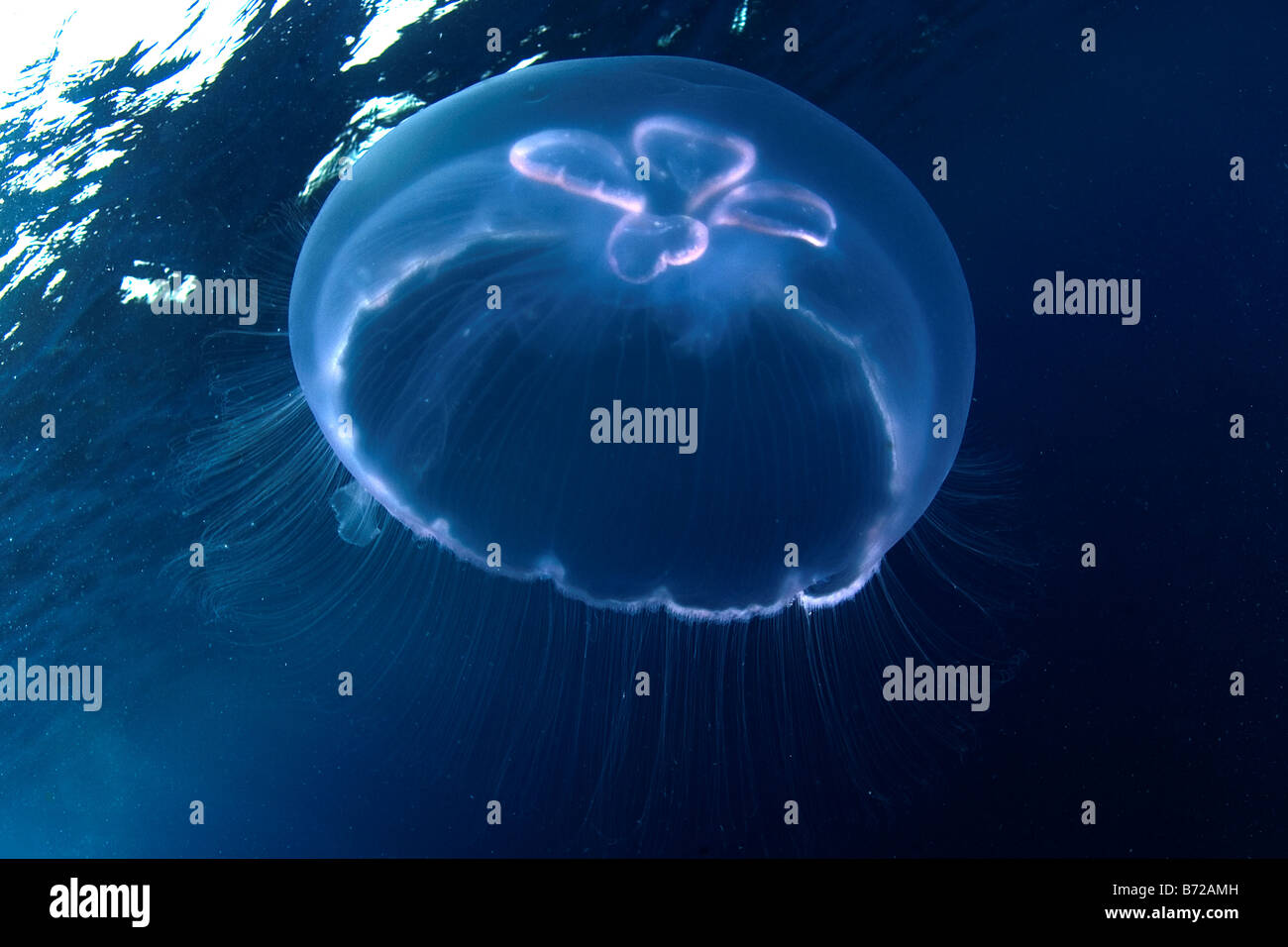 Luna medusas, Agua Azul, Agua Clara, bajo el agua, aguas poco profundas del océano, mar, doloroso, invertebrados Foto de stock