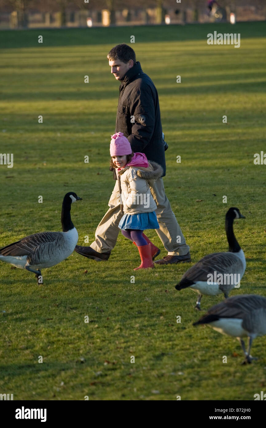 Padre e hija, camina más allá de gansos en Bushy Park, durante el invierno. En el Reino Unido. Foto de stock