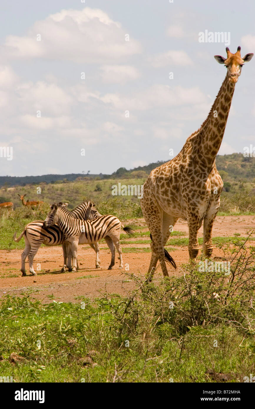 Una curiosa jirafa y dos zebra visto en los parques Hluhluwe Imfolozi en KwaZulu-Natal, Sudáfrica. Foto de stock