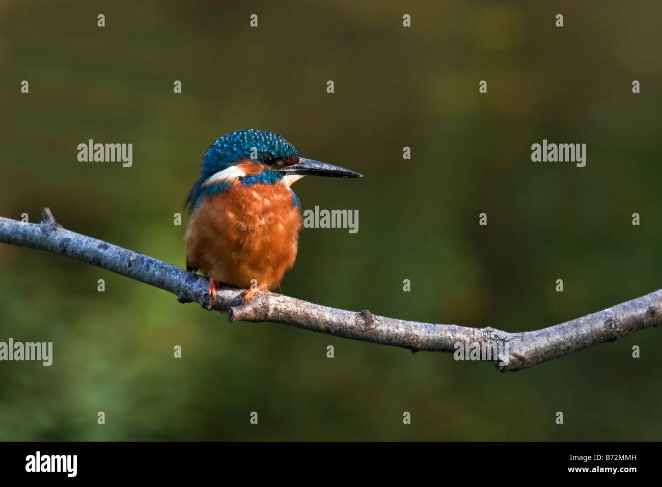Kingfisher en rama Foto de stock