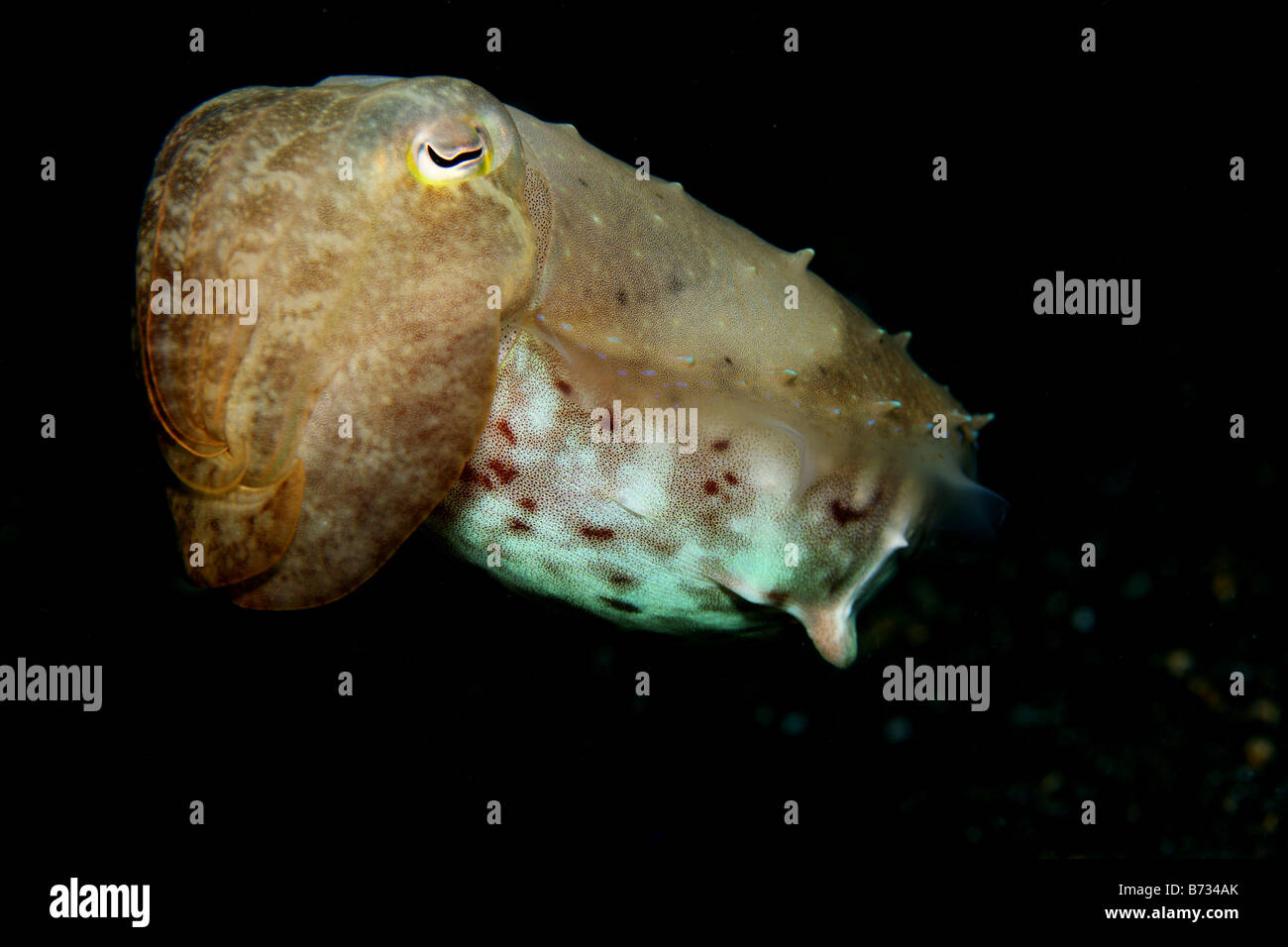 Reef sepia Sepiidae cuelga inmóvil en el agua y mirando al fotógrafo Foto de stock