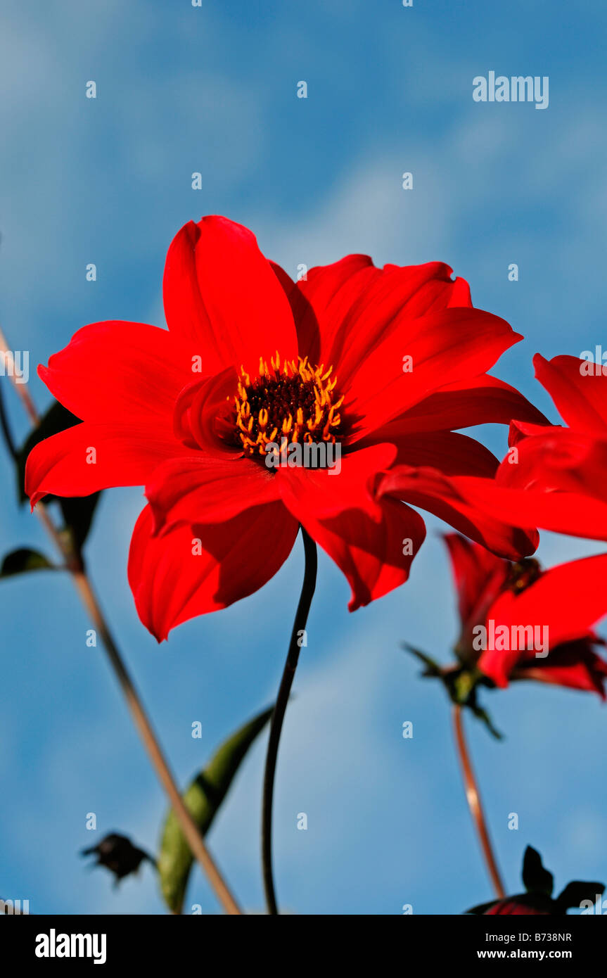 Obispo de landaff dalia flor roja brillante cielo azul Foto de stock