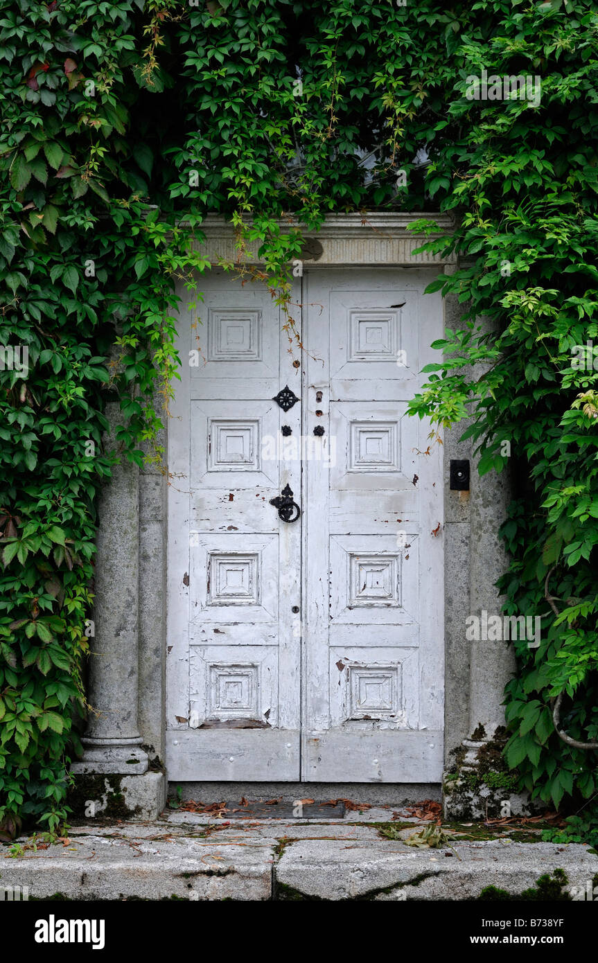 La entrada de la puerta frontal blanco rodeado por mal mantenidas parthenocissus pintura blanca Foto de stock