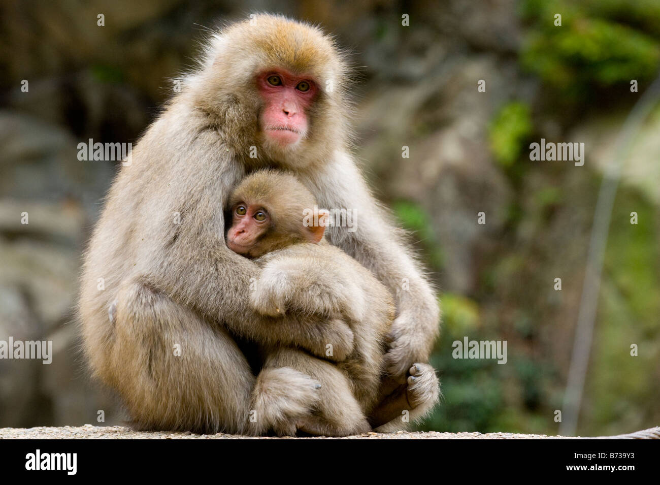 mecánico Malentendido guerra Un mono macaco japonés de la madre y el niño por una fuente termal en el  Parque de Monos Jigokudani en Nagano, Japón Fotografía de stock - Alamy