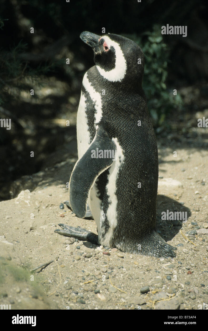 Pingüino de Magallanes (Spheniscus magellanicus) en Punta Tombo, Patagonia, Argentina Foto de stock