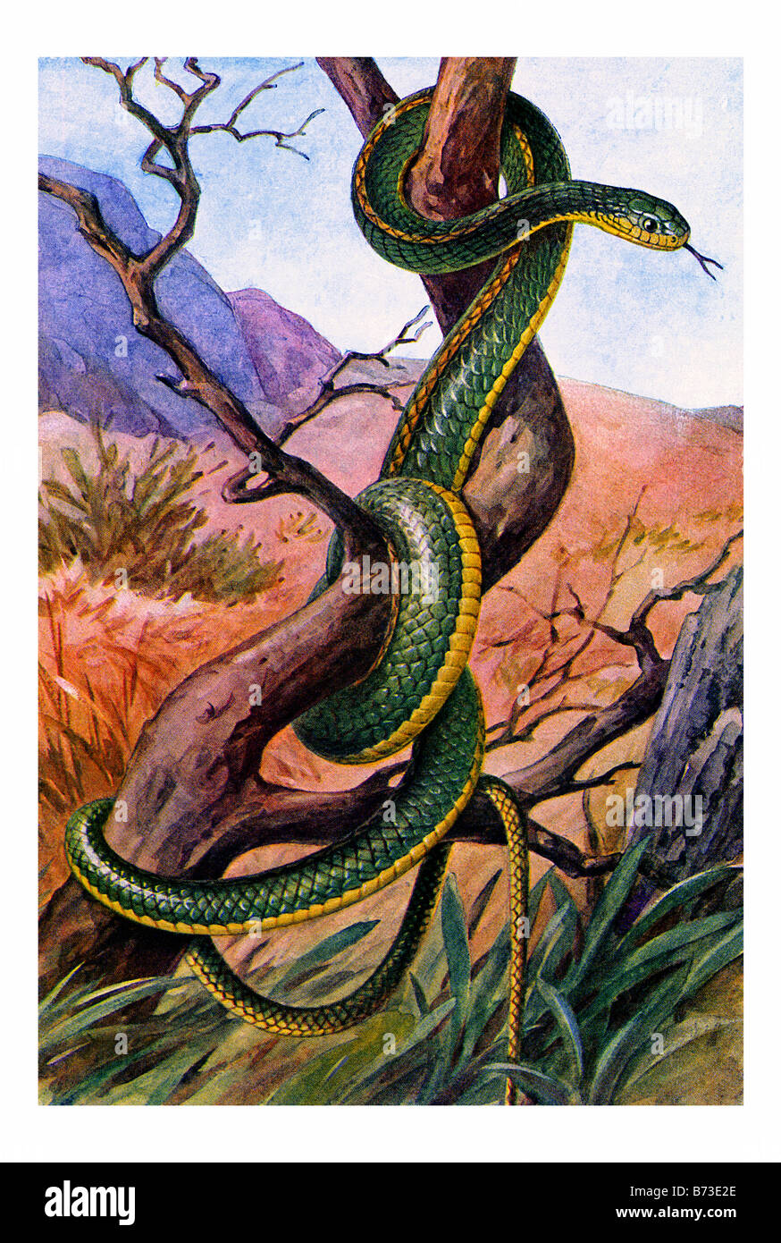 Ilustración de un Chironius carinatus - El machete Savane o Whipsnake amazónica Foto de stock