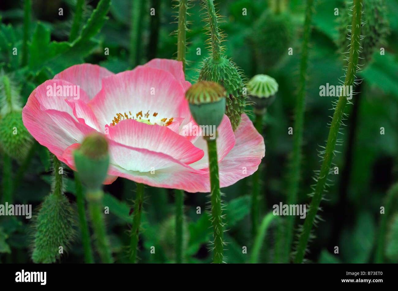 Campo Papaver rhoeas amapola flor de verano anual Shirley mixtos Foto de stock