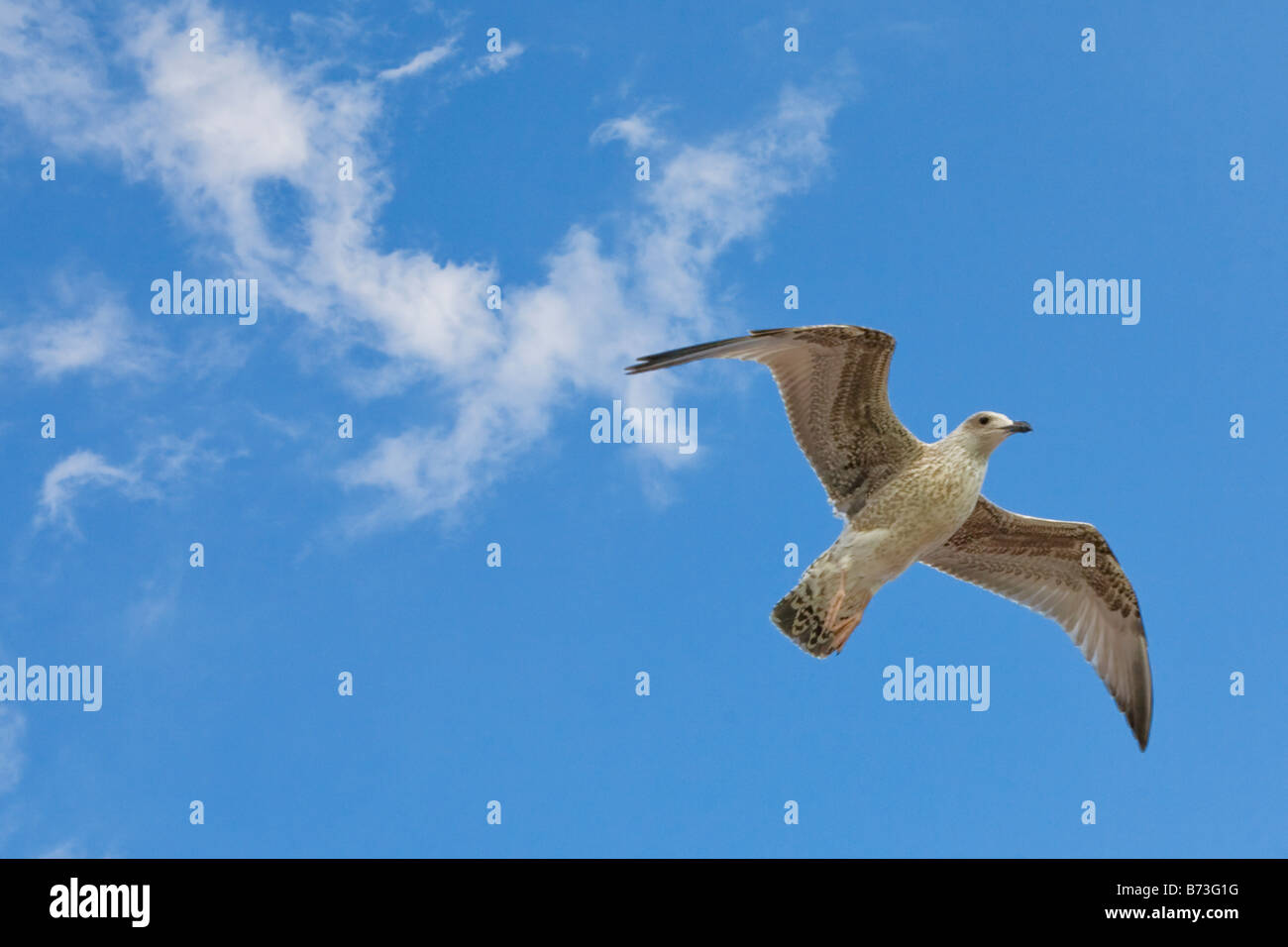 Una gaviota volando sobre la costa sur inglesa en un buen día Foto de stock