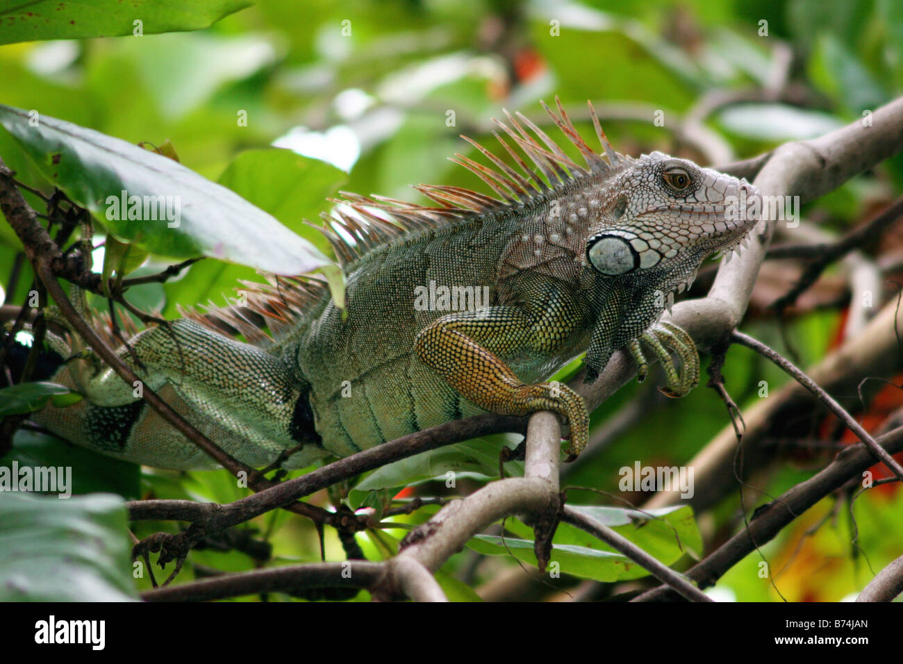 Iguana verde en las ramas de los árboles en la Selva, Costa Rica Foto de stock
