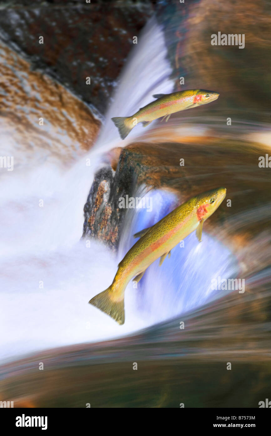 Jumping salmon fotografías e imágenes de alta resolución Alamy