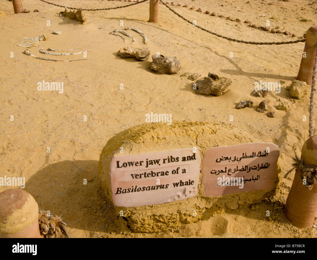 Fósil de costillas inferiores, la mandíbula y las vértebras de un Basilosaurus, Wadi AlHitan