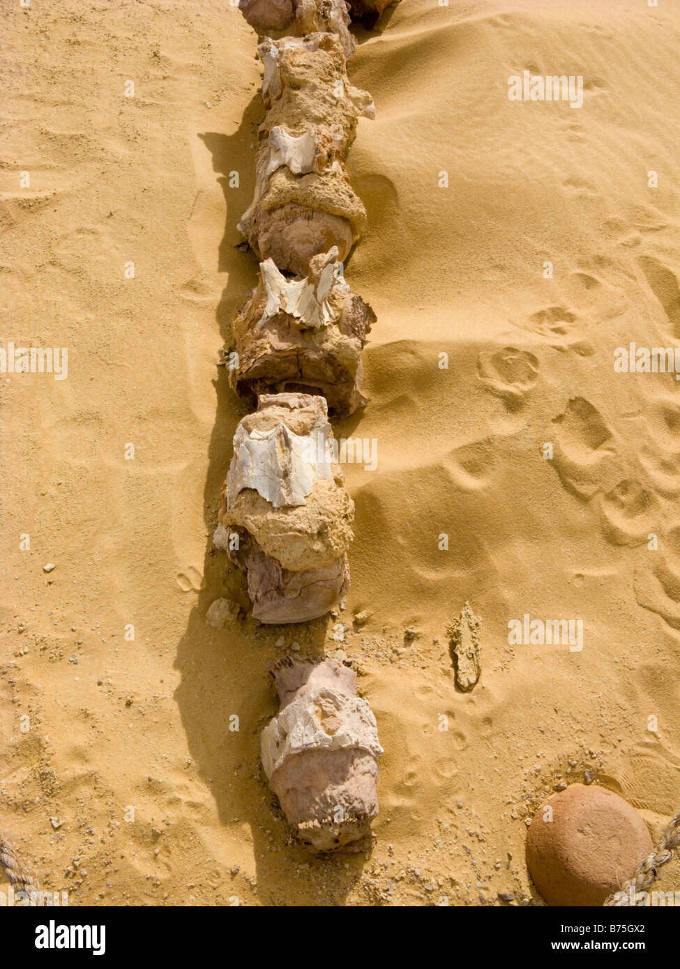 Fósil de lumbar y cola de ballena Basilosaurus verterbae, Wadi AlHitan