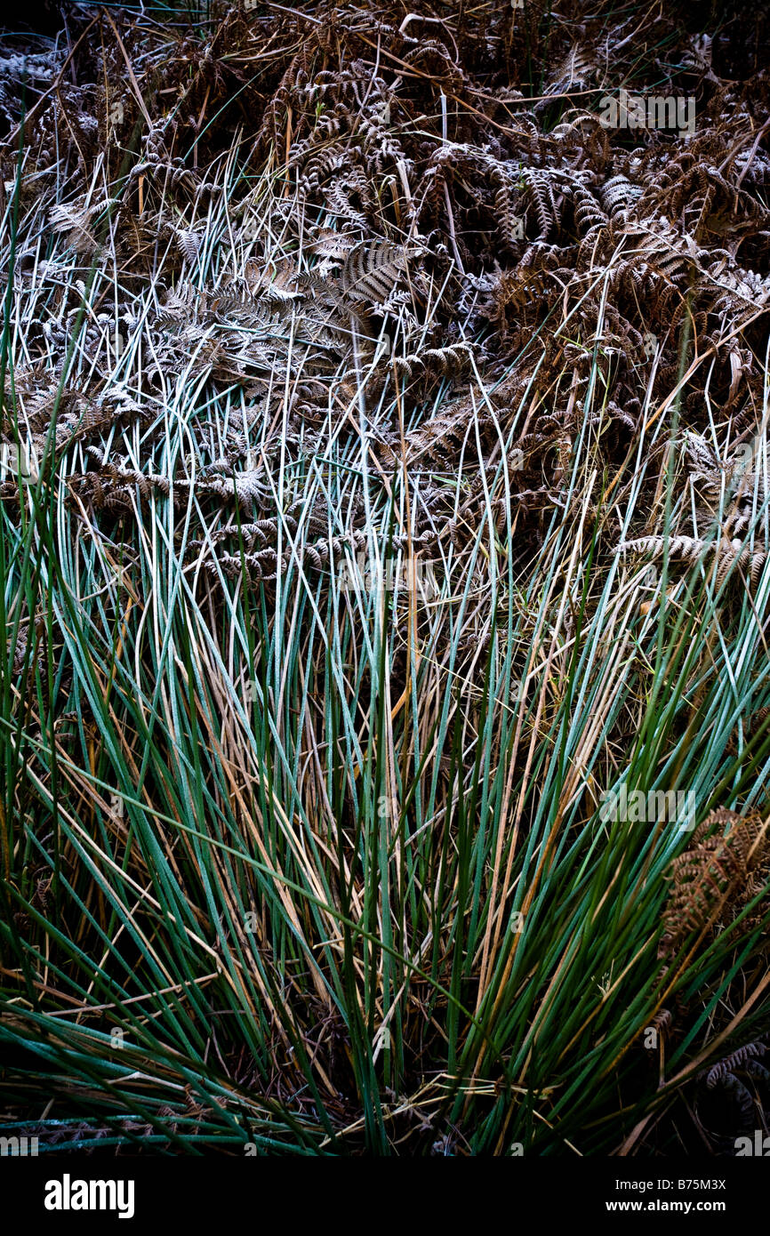 La hierba cubierta de hielo helechos juncos cerca Roseberry Topping North Yorkshire, Inglaterra Foto de stock