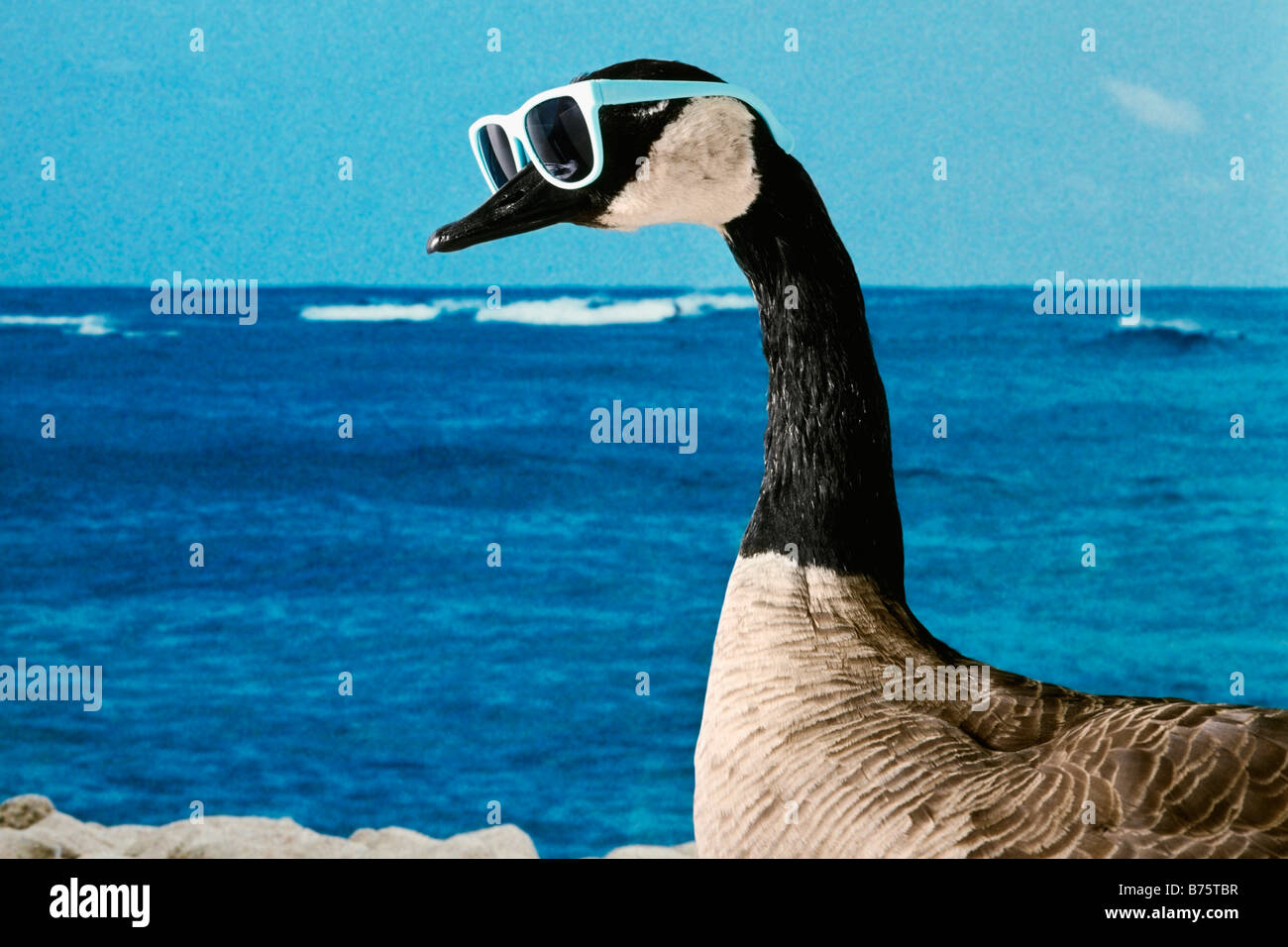 El perfil lateral de un ganso con gafas de sol en el mar Fotografía de  stock - Alamy