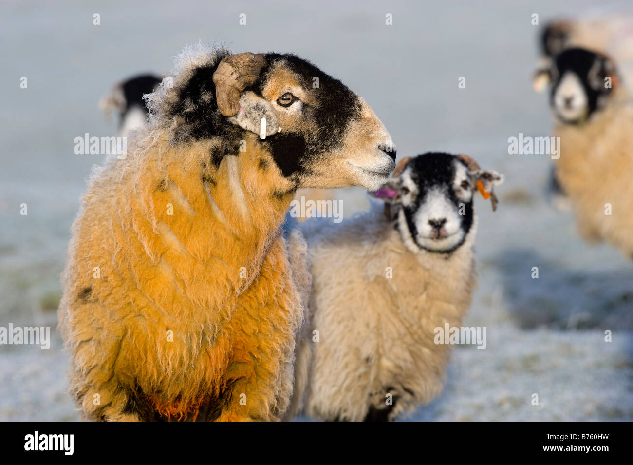 Oveja macho hembra oveja fotografías e imágenes de alta resolución - Página  9 - Alamy
