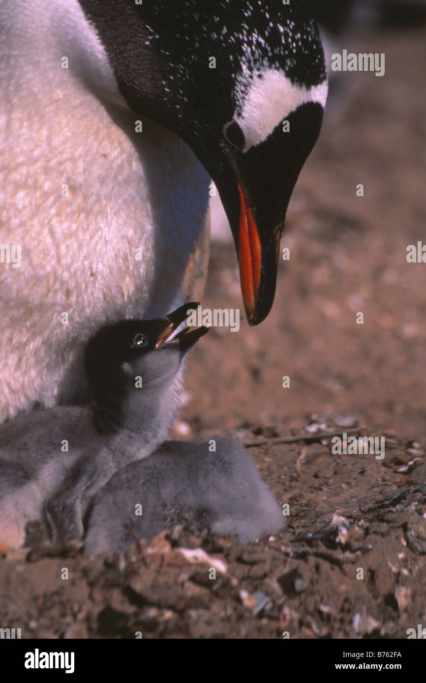 Un pingüino Gentoo inspecciona sus polluelos Foto de stock