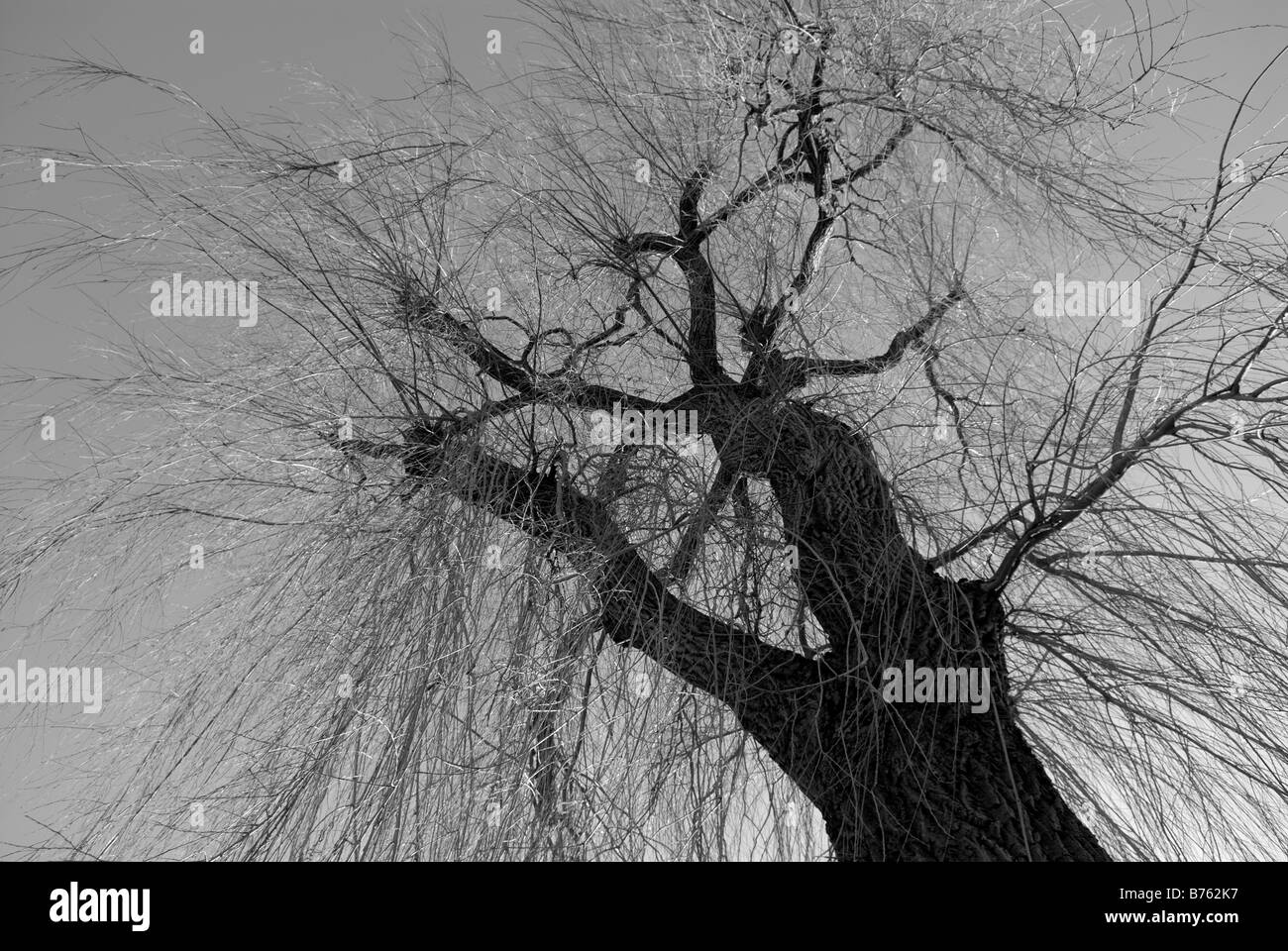 Tronco de sauce negro Imágenes de stock en blanco y negro Alamy