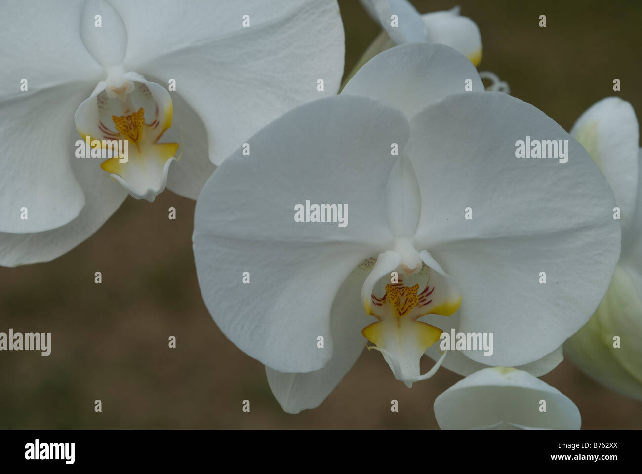Uno de los populares flor en Indonesia y convertirse en uno de Flor Nacional Indonesio Fotografía de stock - Alamy Uno de los populares flor en Indonesia y convertirse en uno de Flor Nacional Indonesio Fotografía de stock - Alamy