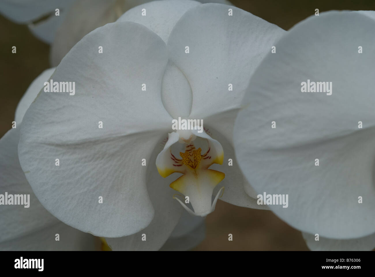 Uno de los populares flor en Indonesia y convertirse en uno de Flor Nacional  Indonesio Fotografía de stock - Alamy