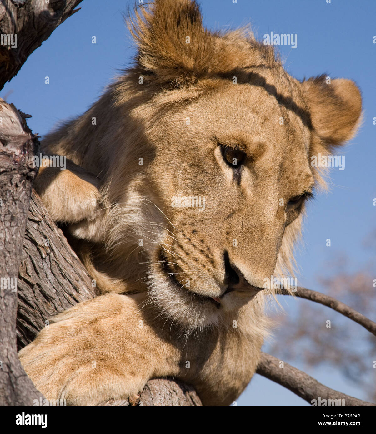 Un león joven, alrededor de 16 meses de edad, que será re-introducido en la  naturaleza, en un 