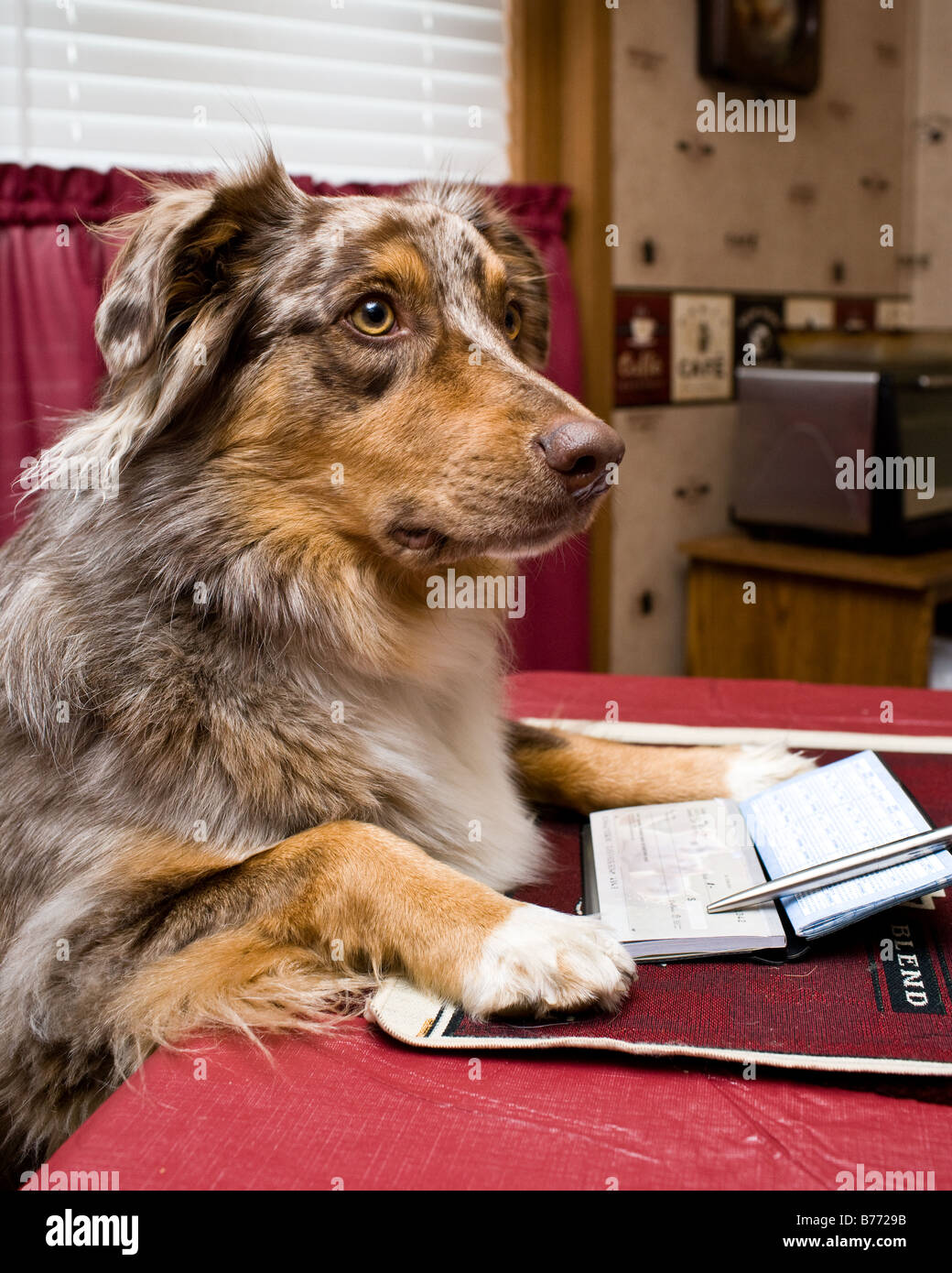 Un perro de pagar las facturas (humorístico) Foto de stock