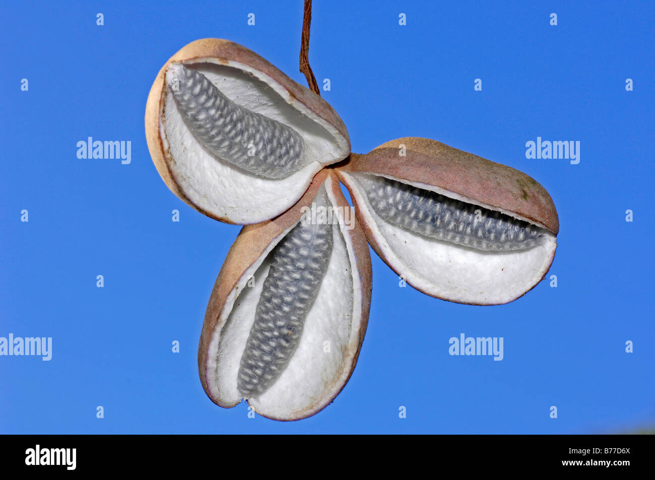Cinco hojas de vid (Chocolate o Akebia Akebia quinata), fruta Foto de stock