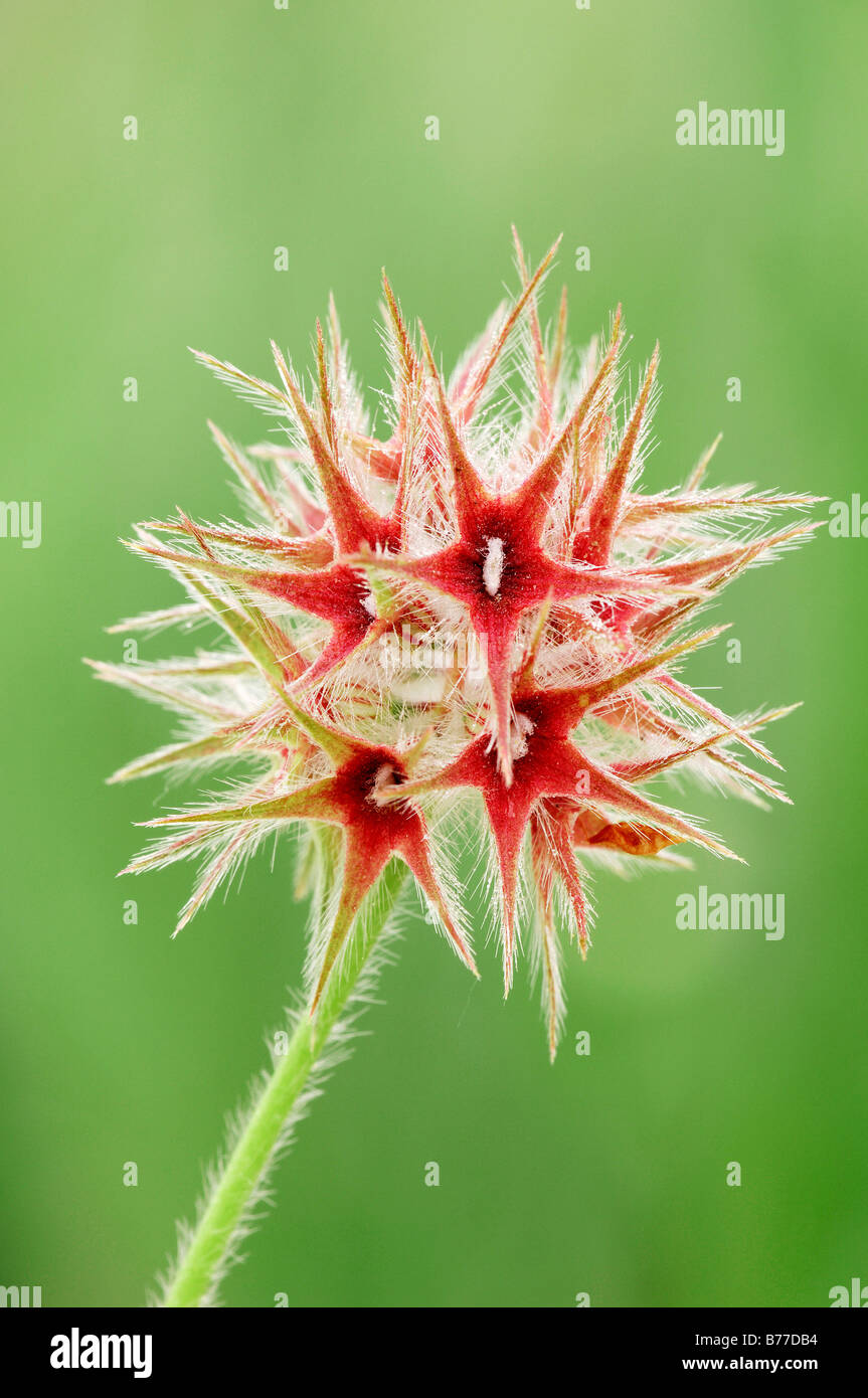 Trébol estrellado, estrella el trébol (Trifolium stellatum), Provenza, en el sur de Francia, Europa Foto de stock