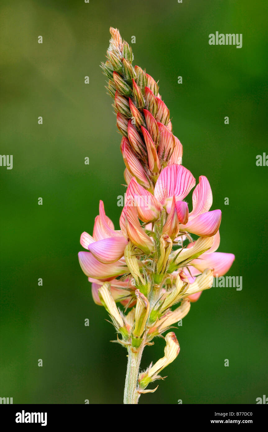 Sainfoin (Onobrychis viciifolia), Provenza, en el sur de Francia, Francia, Europa Foto de stock