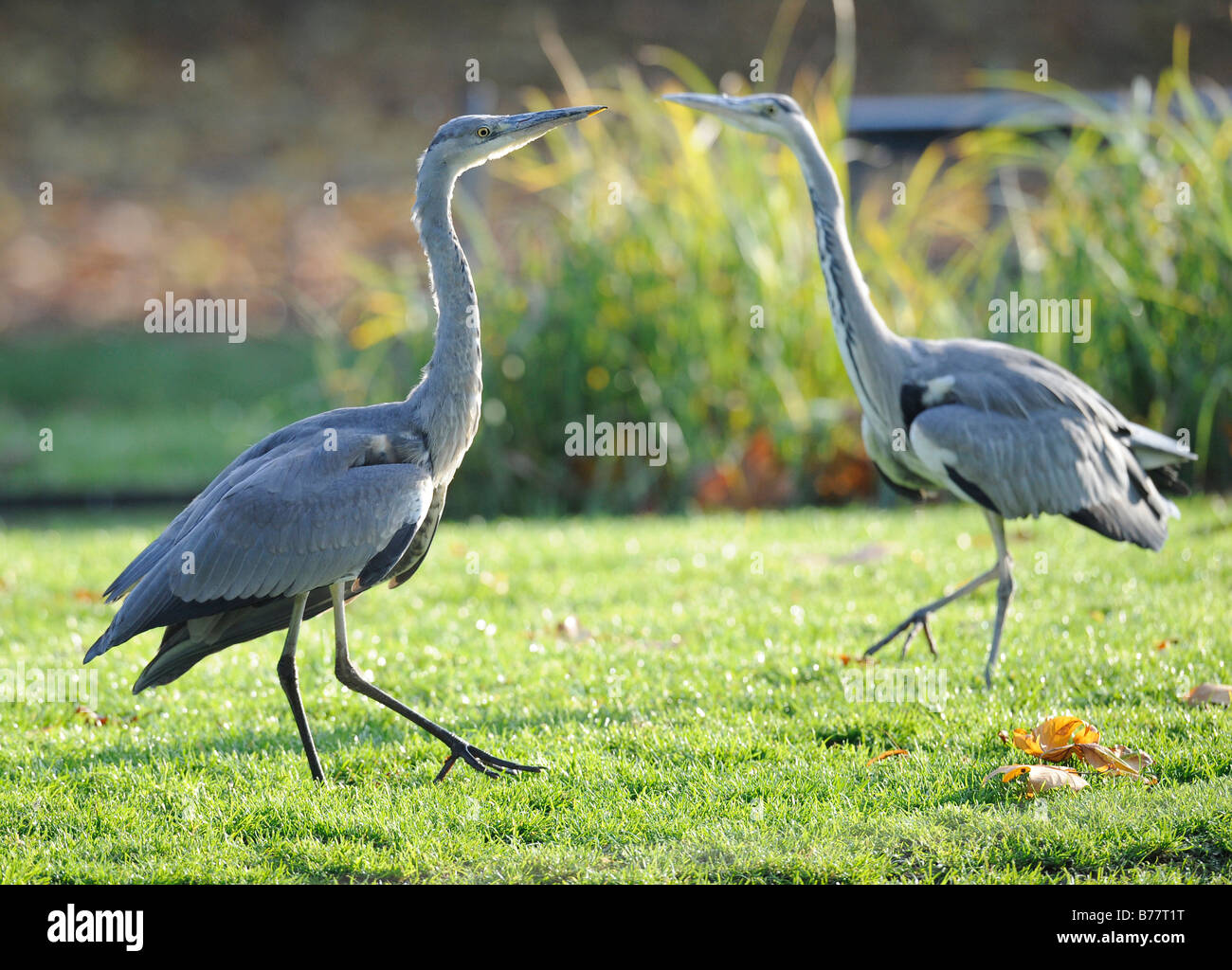 Dos garzas grises (Ardea cinerea), la postura agresiva Foto de stock
