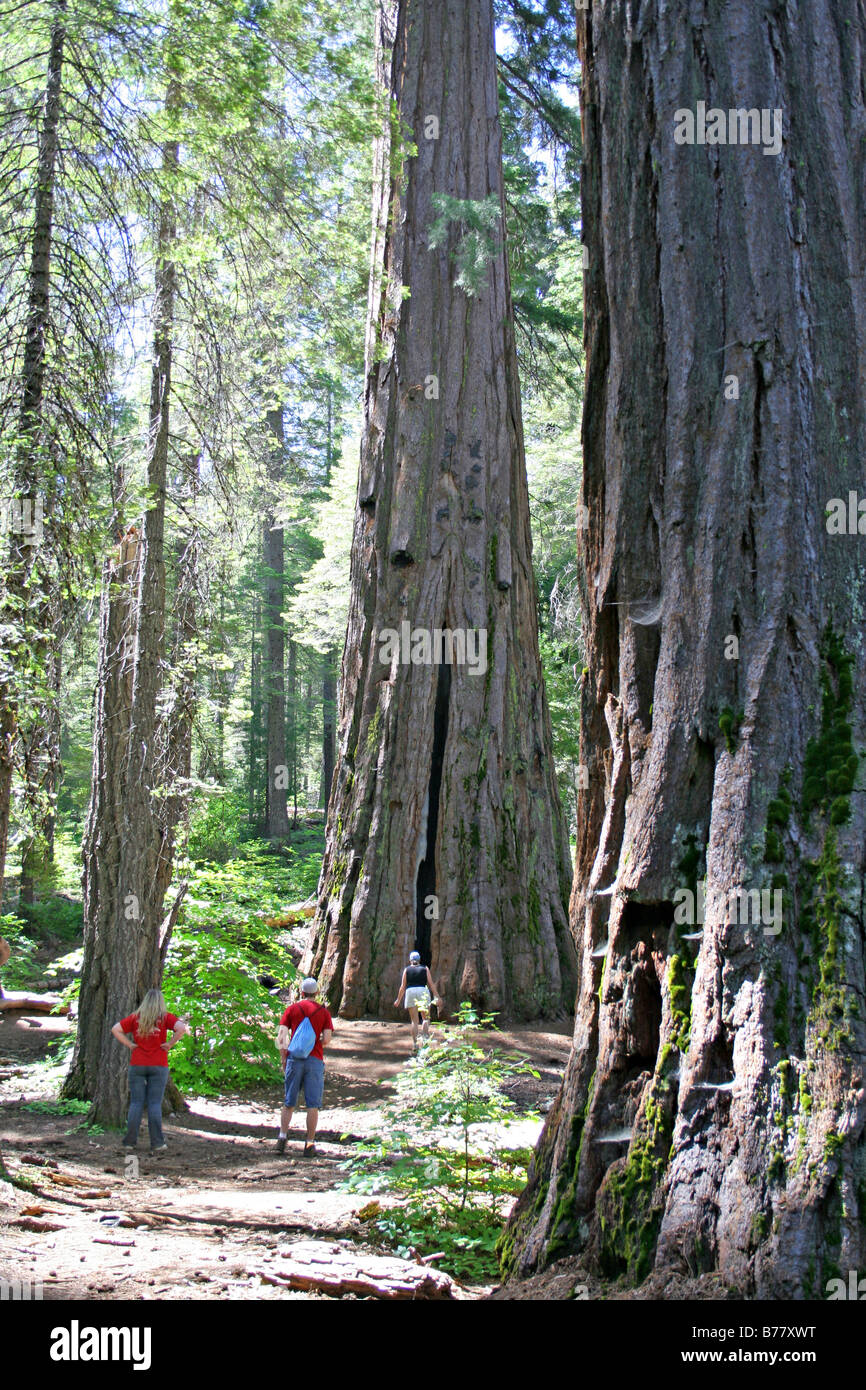 Las personas liberadas caminatas alrededor de secoyas gigantes en el sur Grove trail en Calaveras Big Trees State Park California Foto de stock