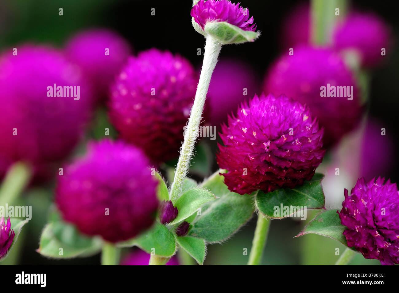 Gomphrena globosa "todo púrpura" globo flor de amaranto bloom blossom lila púrpura Foto de stock