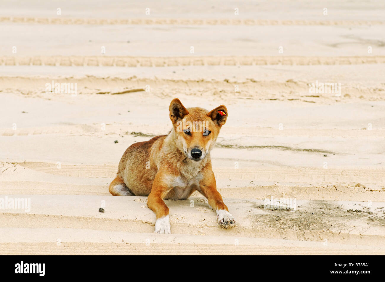 Dingo (Canis lupus dingo) en la playa de la Isla Fraser, Queensland, Australia Foto de stock