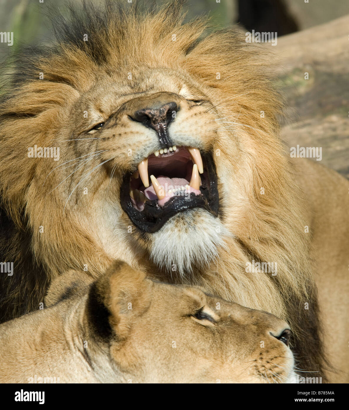 Hermoso macho enseñando los dientes de león Foto de stock