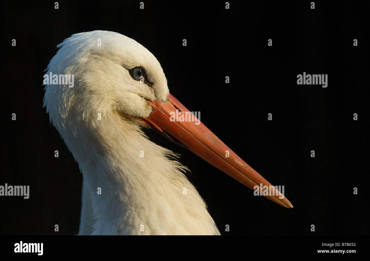 Retrato de una cigüeña blanca Ciconiidae Foto de stock