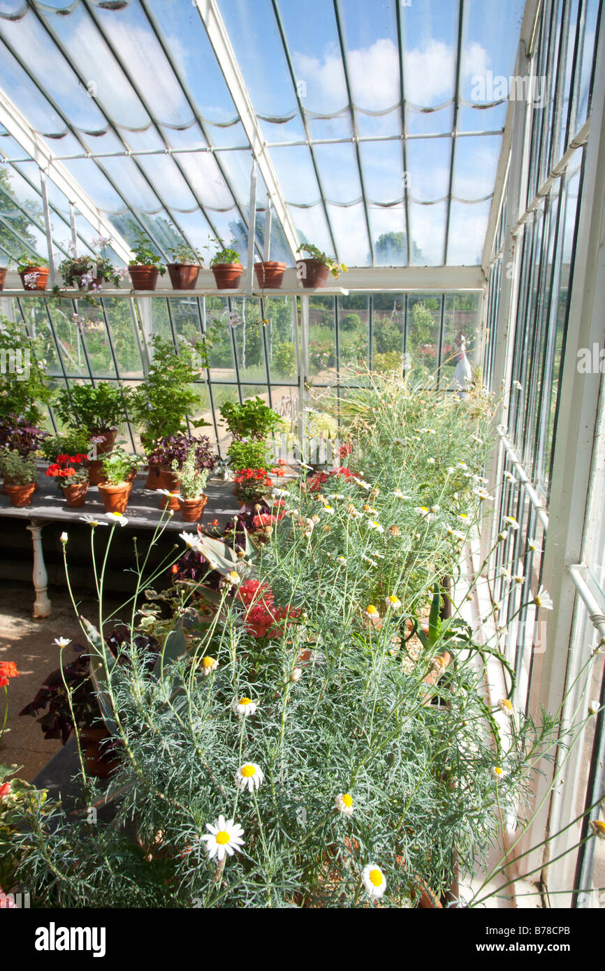 Las plantas que crecen en el invernadero del jardín amurallado Casa Osborne Isle of Wight Foto de stock