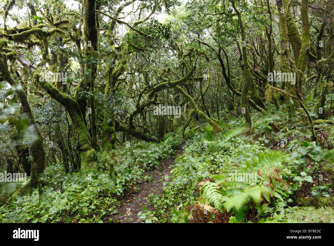 Caminos throgh árboles cubiertos de musgo en un bosque nublado, el Parque Nacional de Garajonay, en La Gomera, Islas Canarias, España, Europa Foto de stock