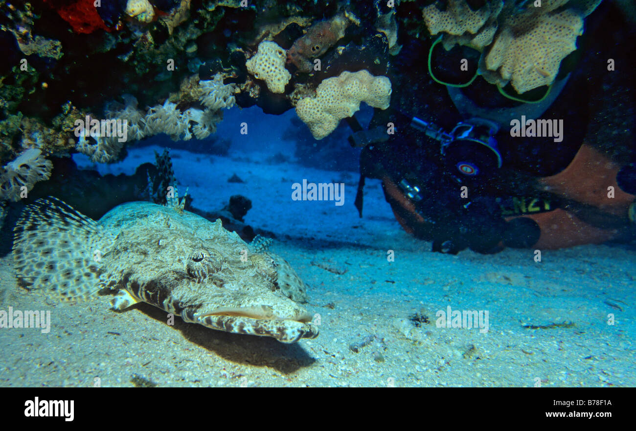 Tentáculos- o Crocodilefish Flathead (Papilloculiceps longiceps), Mar Rojo, Egipto, África Foto de stock
