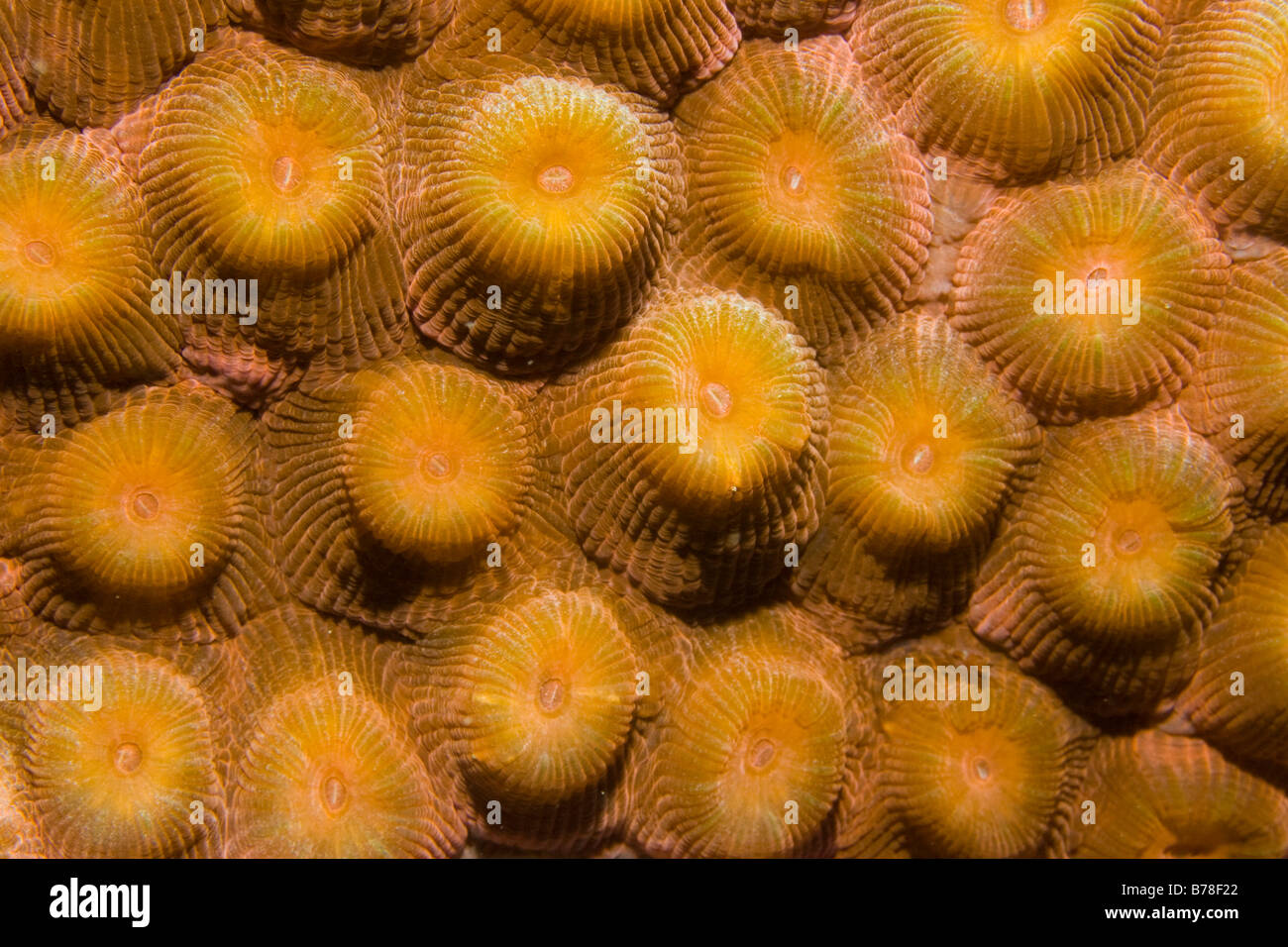 Favia Coral Favia (sp), con pólipos en ciernes, Roatán, Caribe, América Central Foto de stock