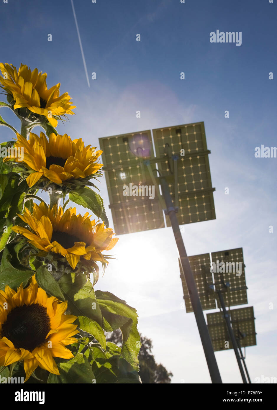 Energía limpia, eco-energía a partir de fuentes de energía renovables, girasoles, en segundo plano los colectores solares, paneles solares, ganando energía solar, Hess Foto de stock