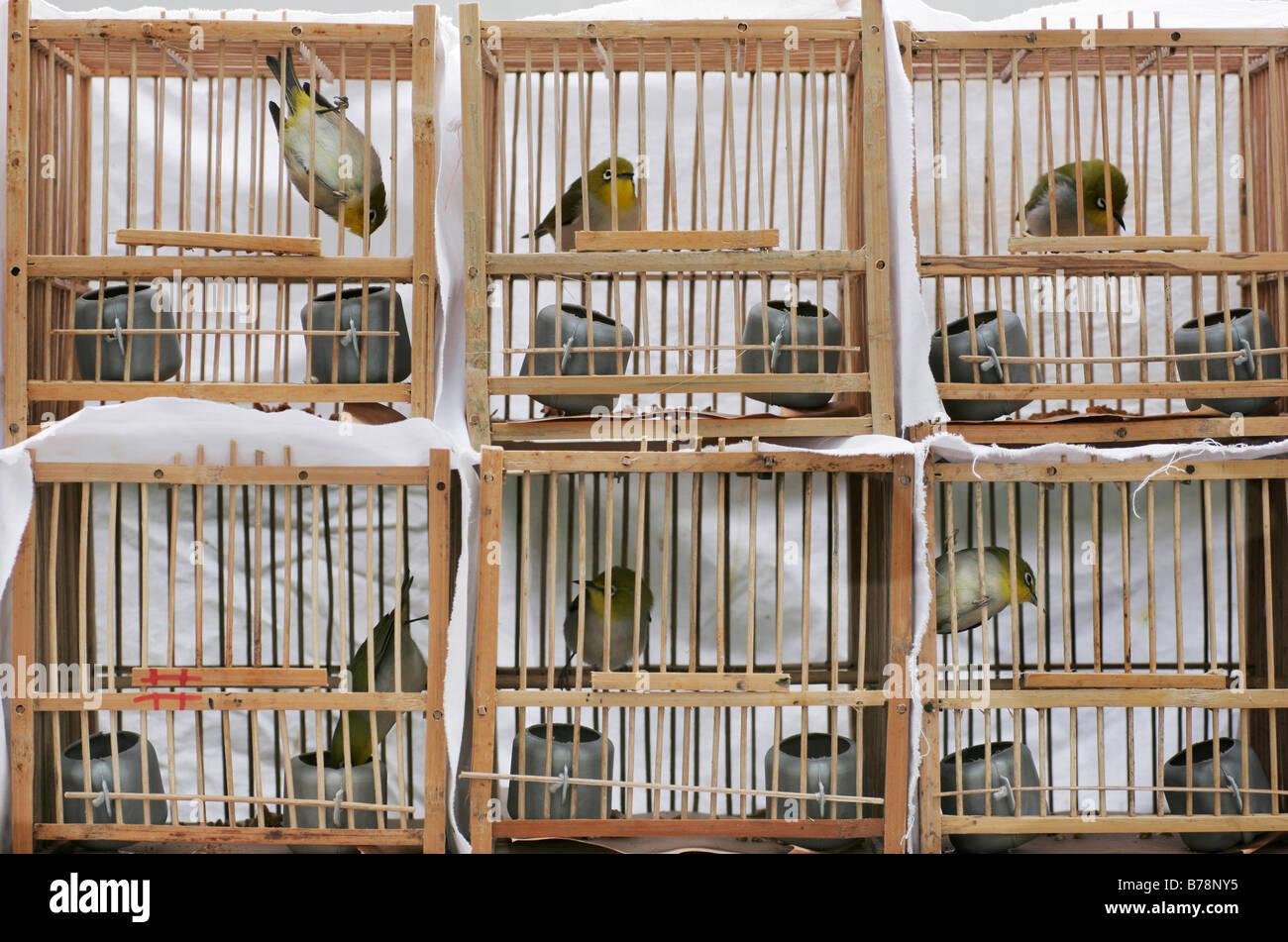 Permanece genéticamente jurado Pájaros cantores en jaulas fotografías e imágenes de alta resolución - Alamy