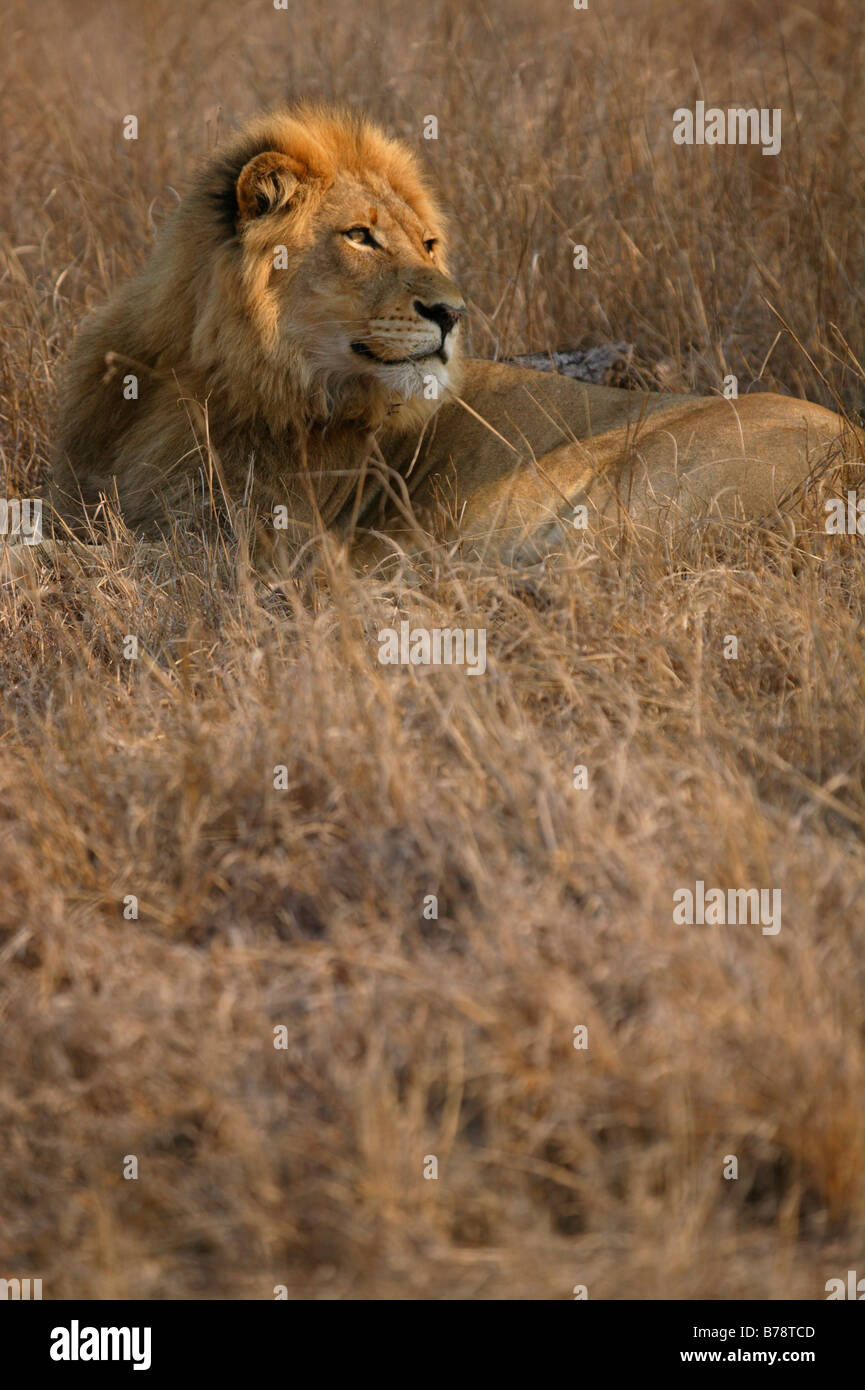 León macho tumbado en la hierba mirando hacia atrás sobre su hombro Foto de stock