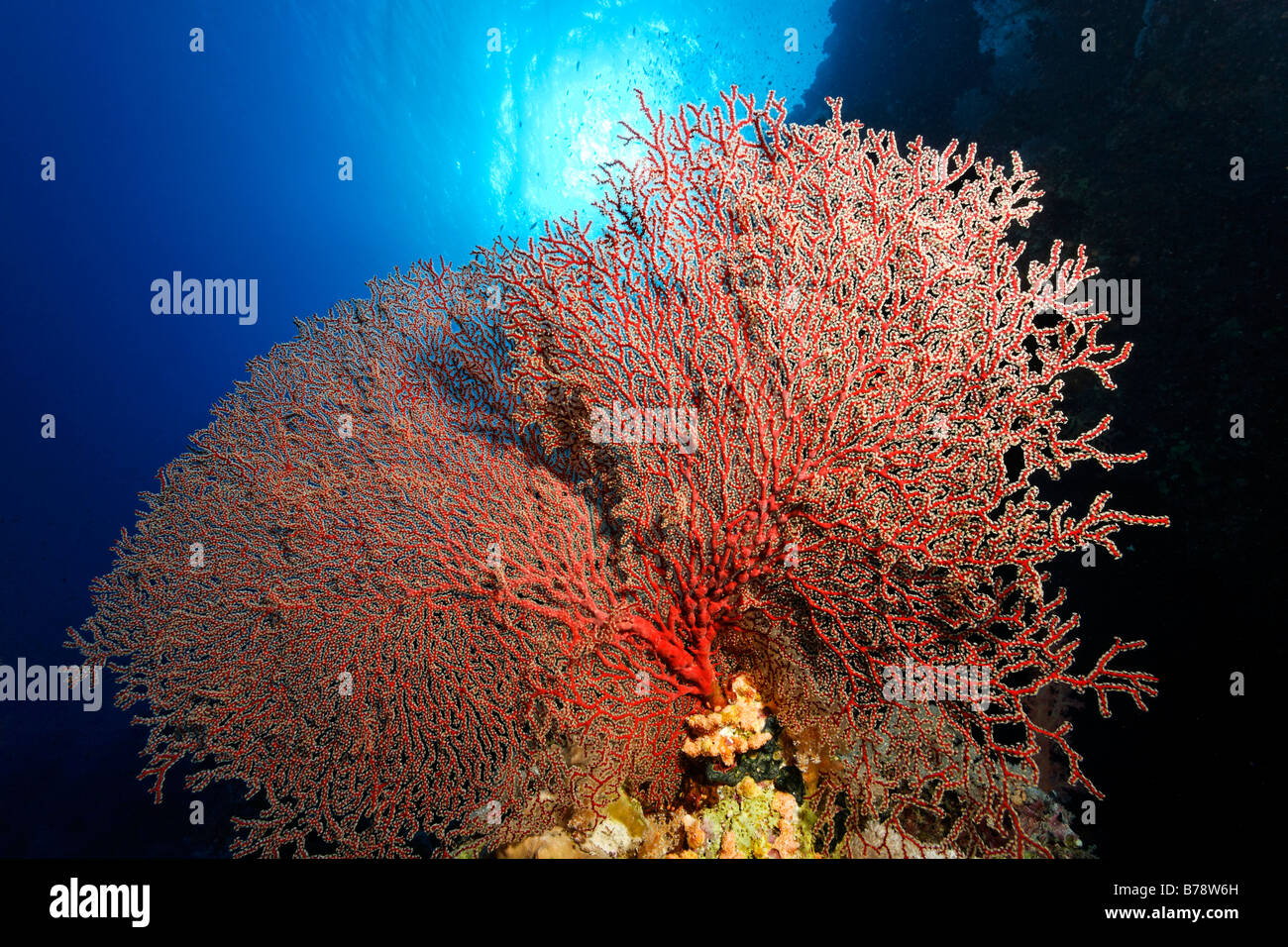 Espléndida ventilador anudadas coral (Acabaria splendens) al sol, Hermano Islas, Hurghada, Mar Rojo, Egipto, África Foto de stock
