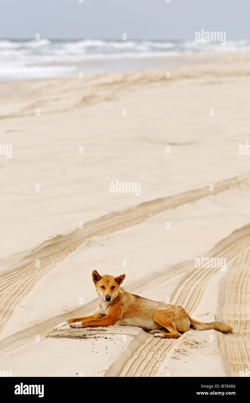 Dingo (Canis lupus dingo) en la playa de la isla de Fraser, Queensland, Australia Foto de stock