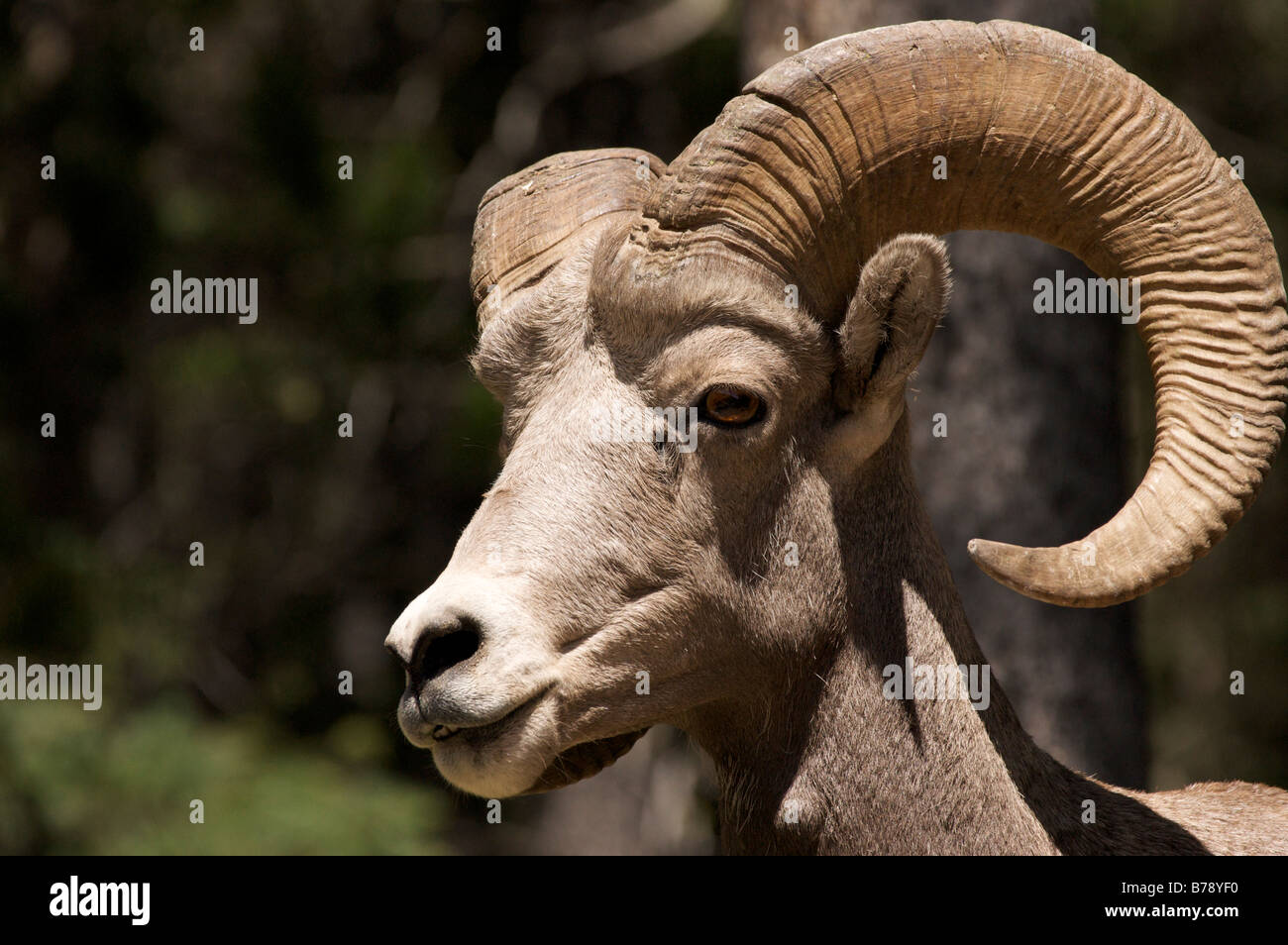 Big Horn Sheep Profile Foto de stock