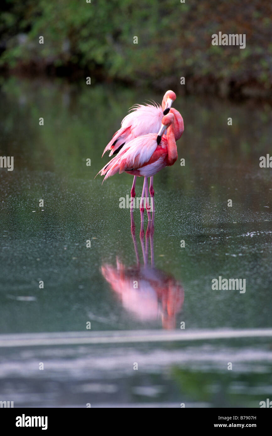 American Flamingo o Caribe flamenco (Phoenicopterus ruber), Insel Floreana, Galápagos Inseln, Islas Galápagos, Ecuador, S Foto de stock
