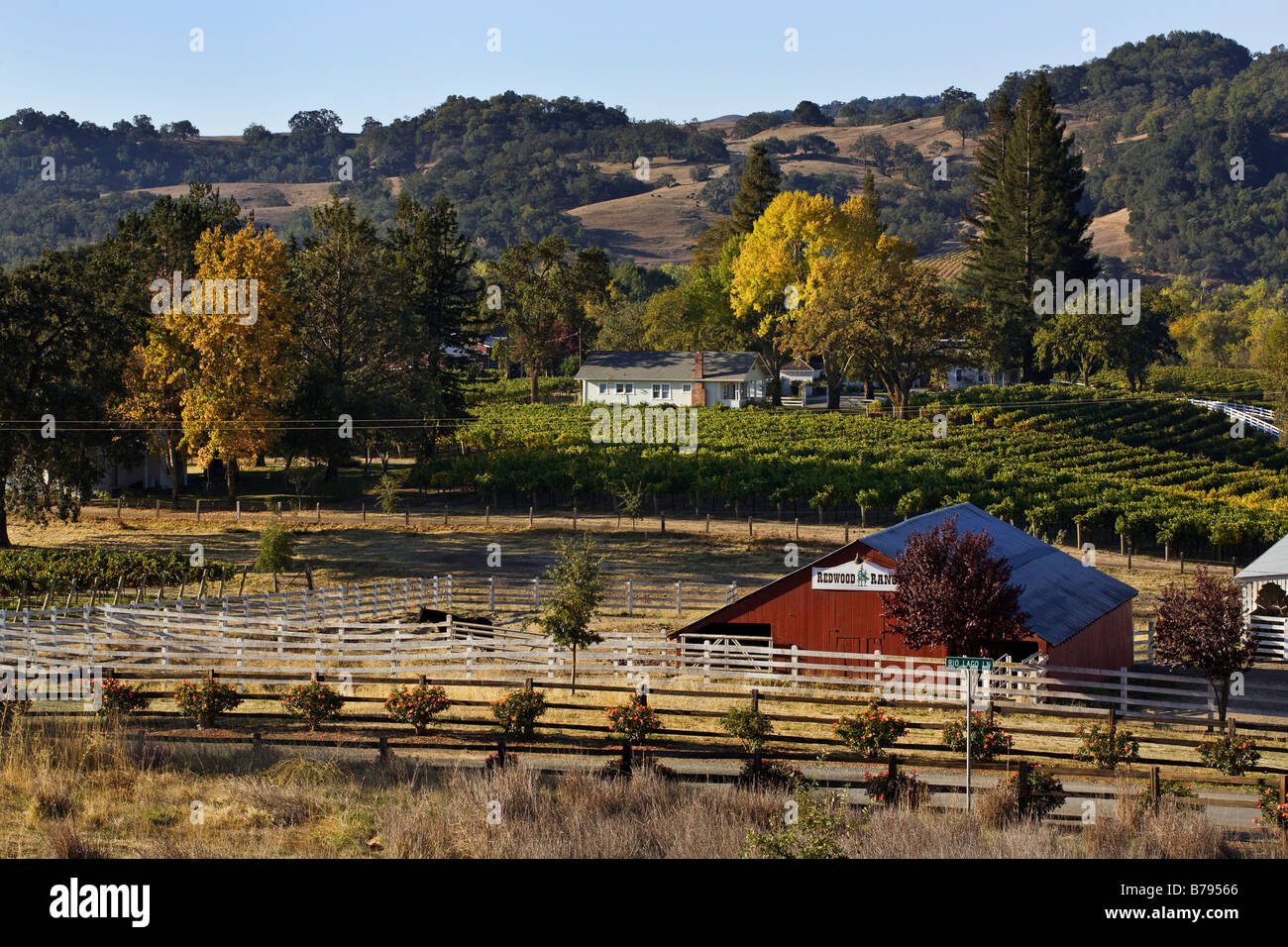 REDWOOD RANCH viñedos en el corazón del valle de ALEXANDER HEALDSBURG CALIFORNIA Foto de stock