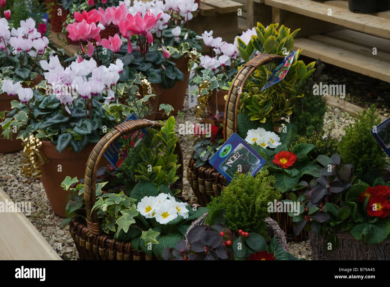 Interiores en el centro del jardín, plantas en cestas para el comercio de Navidad Foto de stock