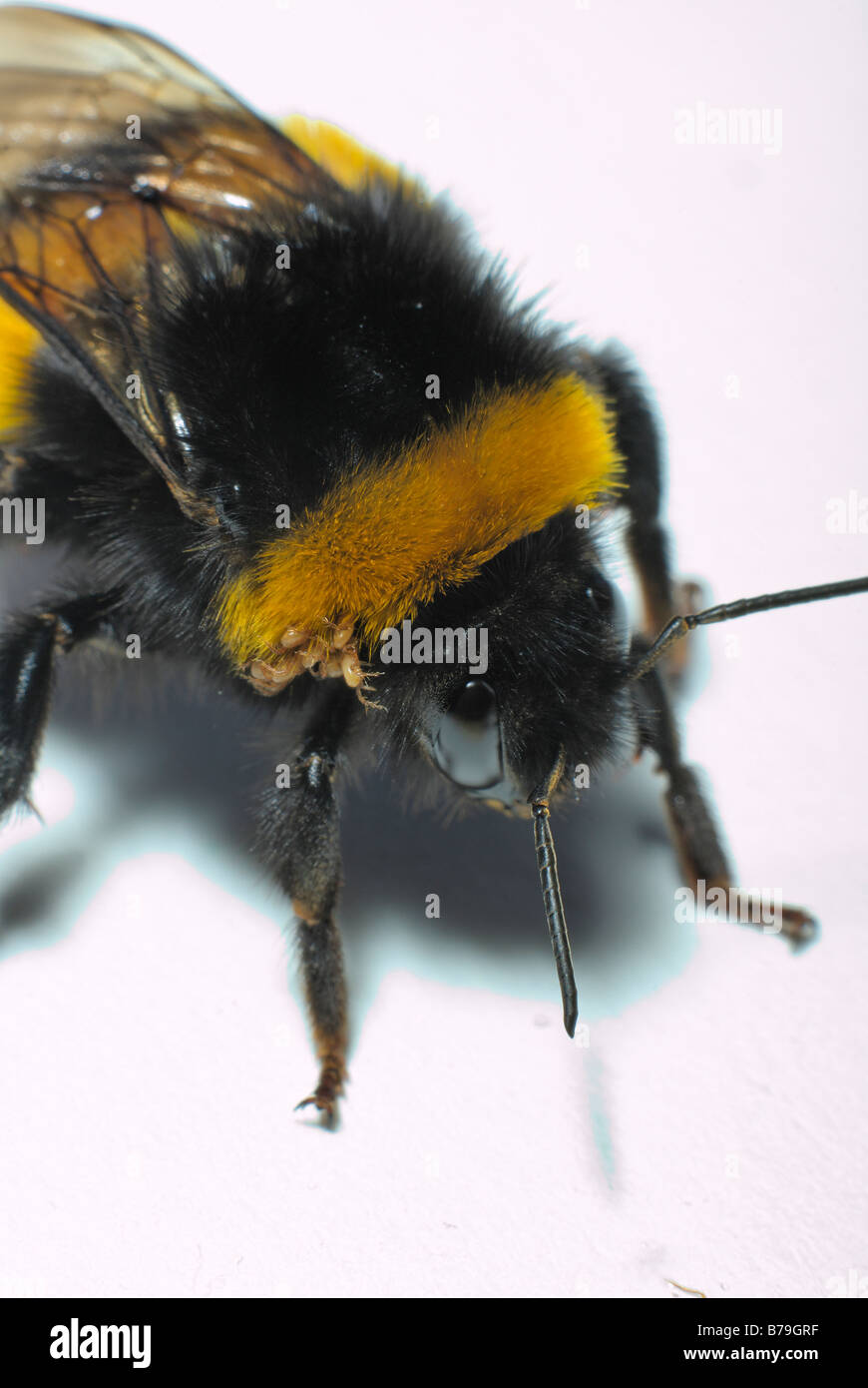 Cerca de la parte delantera de un abejorro sobre fondo blanco con varios ácaros parasitarios adjunta a su cuerpo. Foto de stock