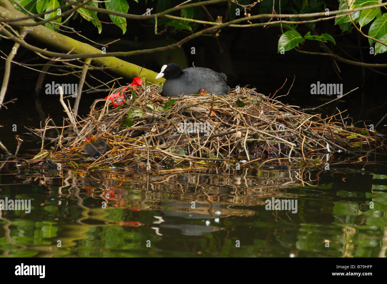 Taguas, Fulica atra, el nido con jóvenes Foto de stock